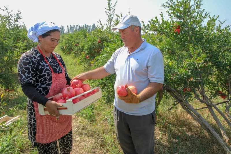 Quva anorlari dunyo bozorlarini egallamoqda