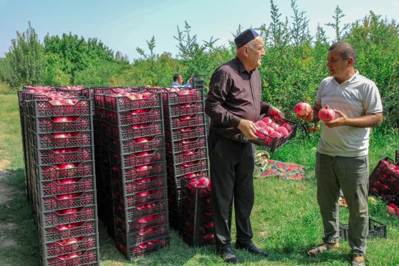 Quva anorlari dunyo bozorlarini egallamoqda