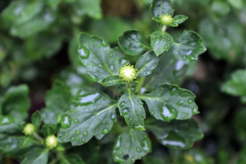 Water droplets on green plant leaves