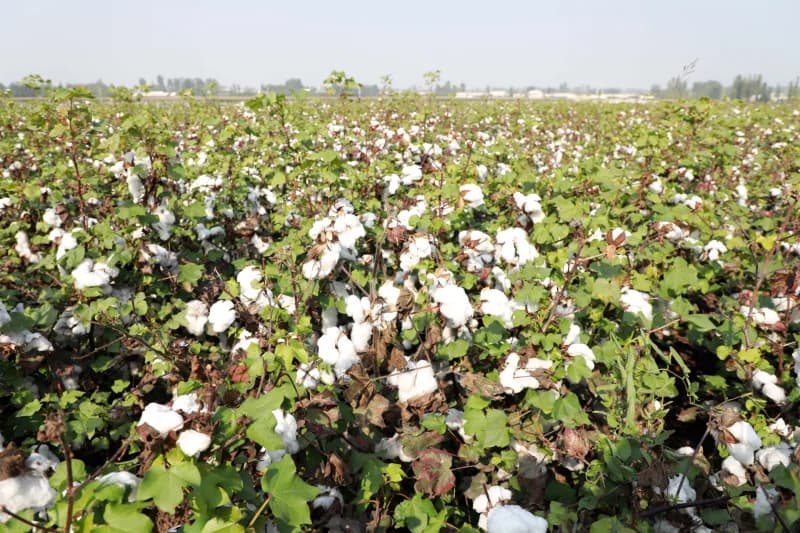 Andijon tumani paxtakorlarining shijoati baland - fotosurat 3