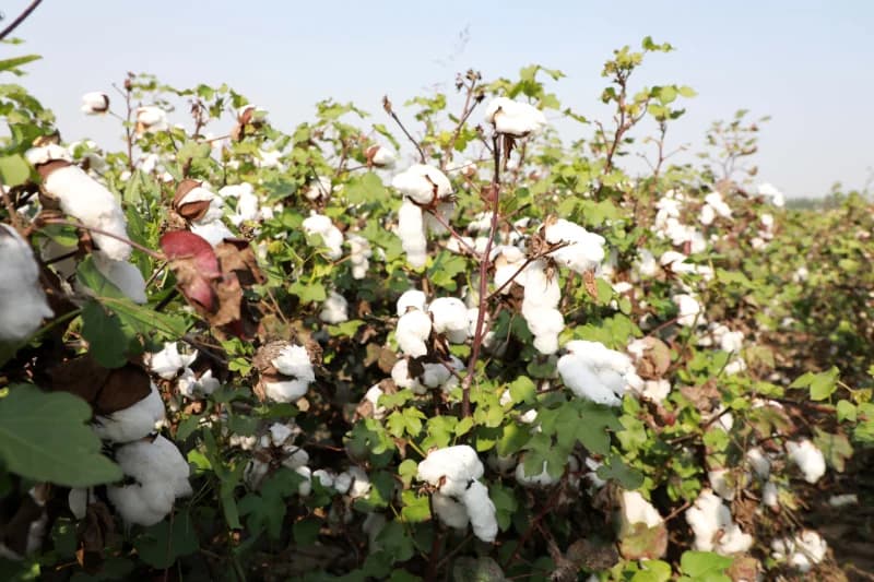 Andijon tumani paxtakorlarining shijoati baland - fotosurat 4