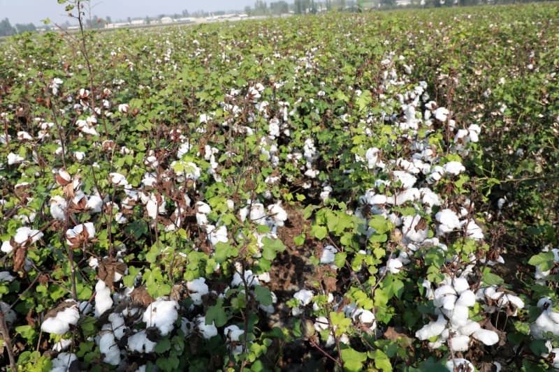 Andijon tumani paxtakorlarining shijoati baland - fotosurat 9