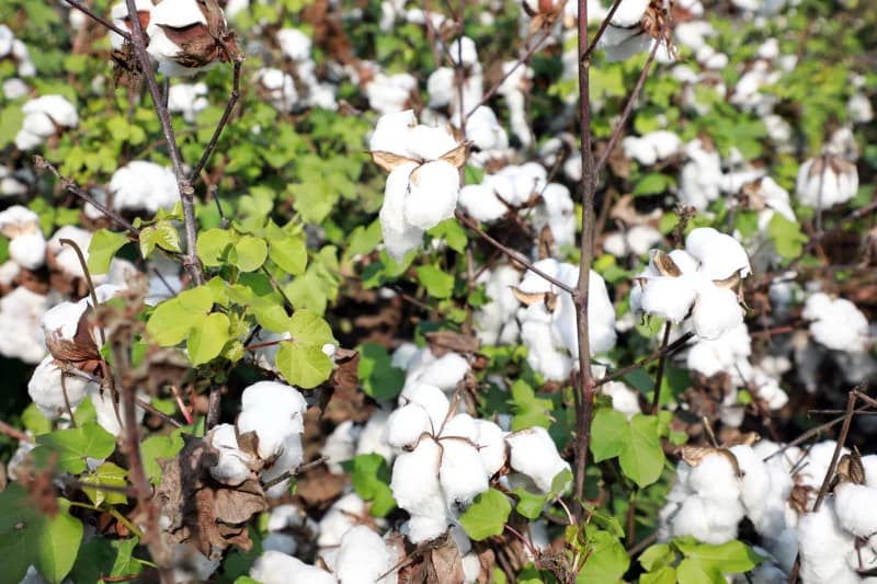 Andijon tumani paxtakorlarining shijoati baland - fotosurat 11