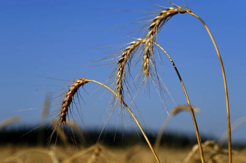 Ripe wheat stalks growing outdoors against a blue sky