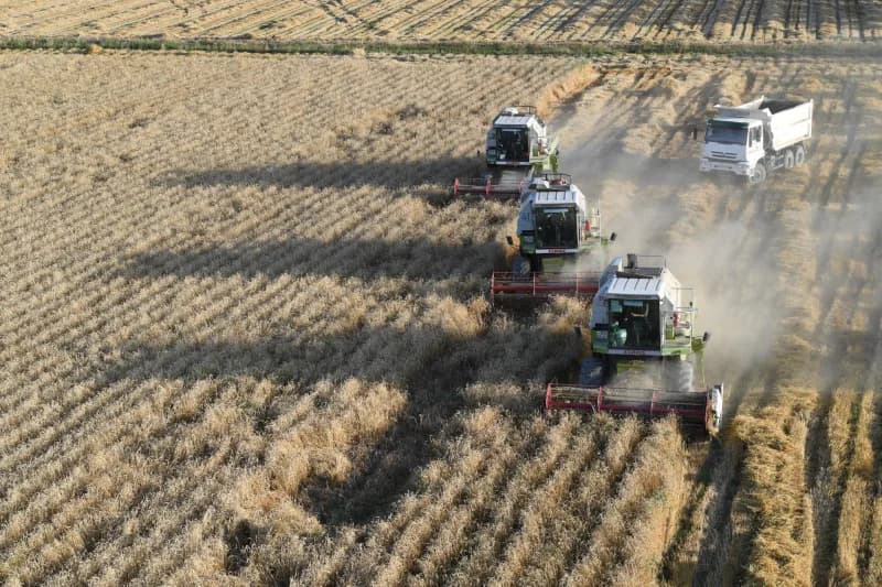 Agricultural combines harvesting grain in a field
