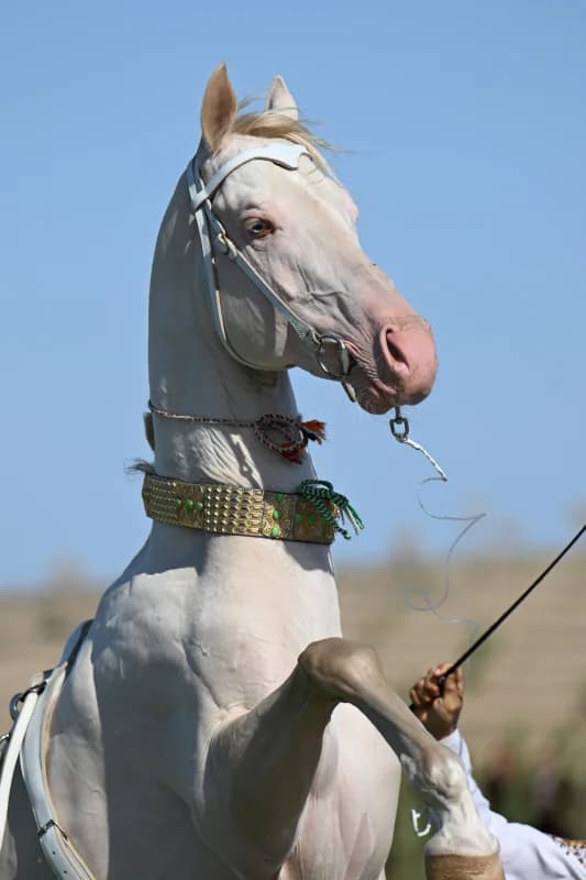 A light-colored horse rearing outdoors