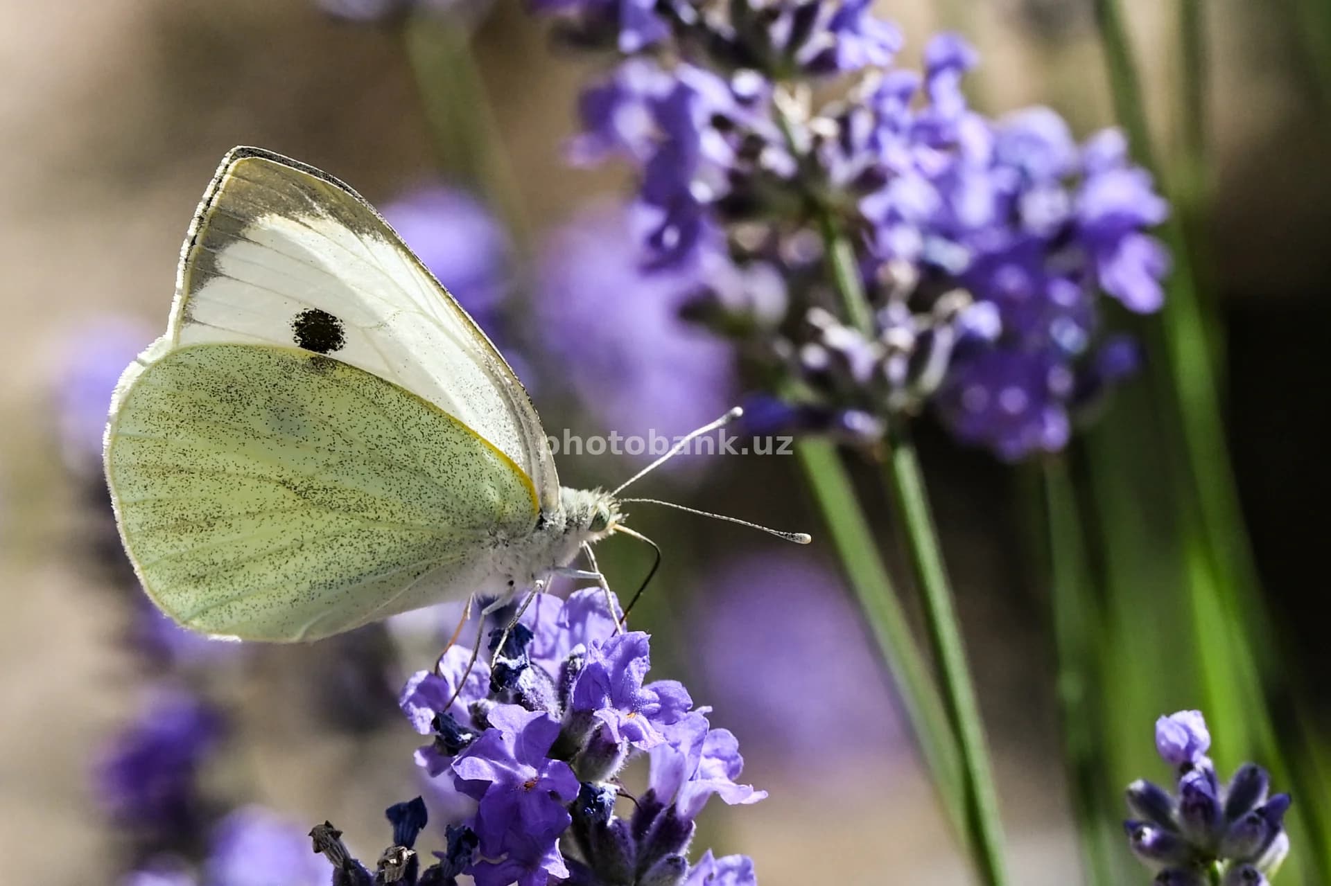 Lavanda ustida katta oq kapalak
