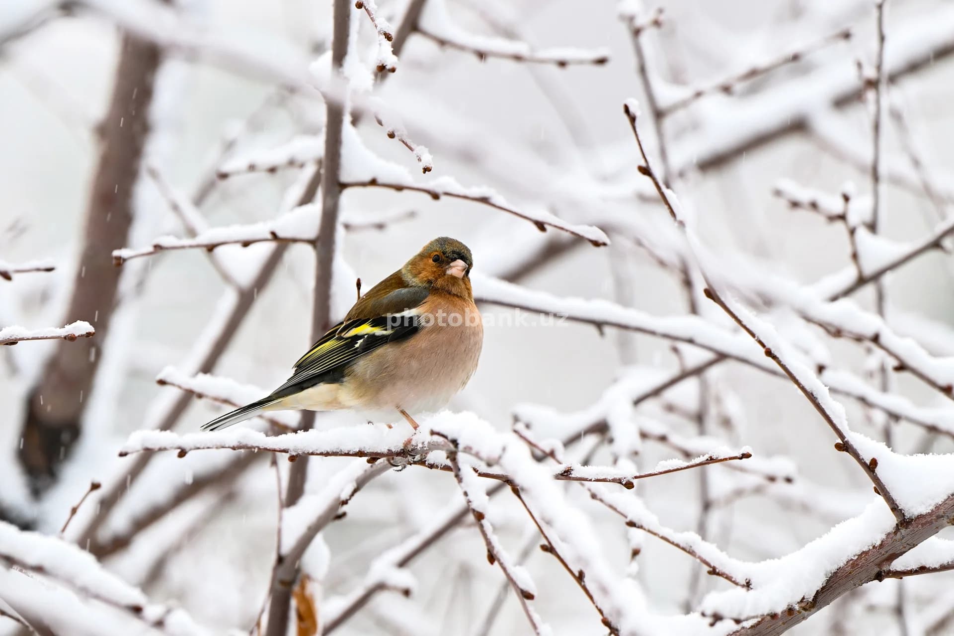 Qorli shoxga qo‘ngan oddiy chaffinch