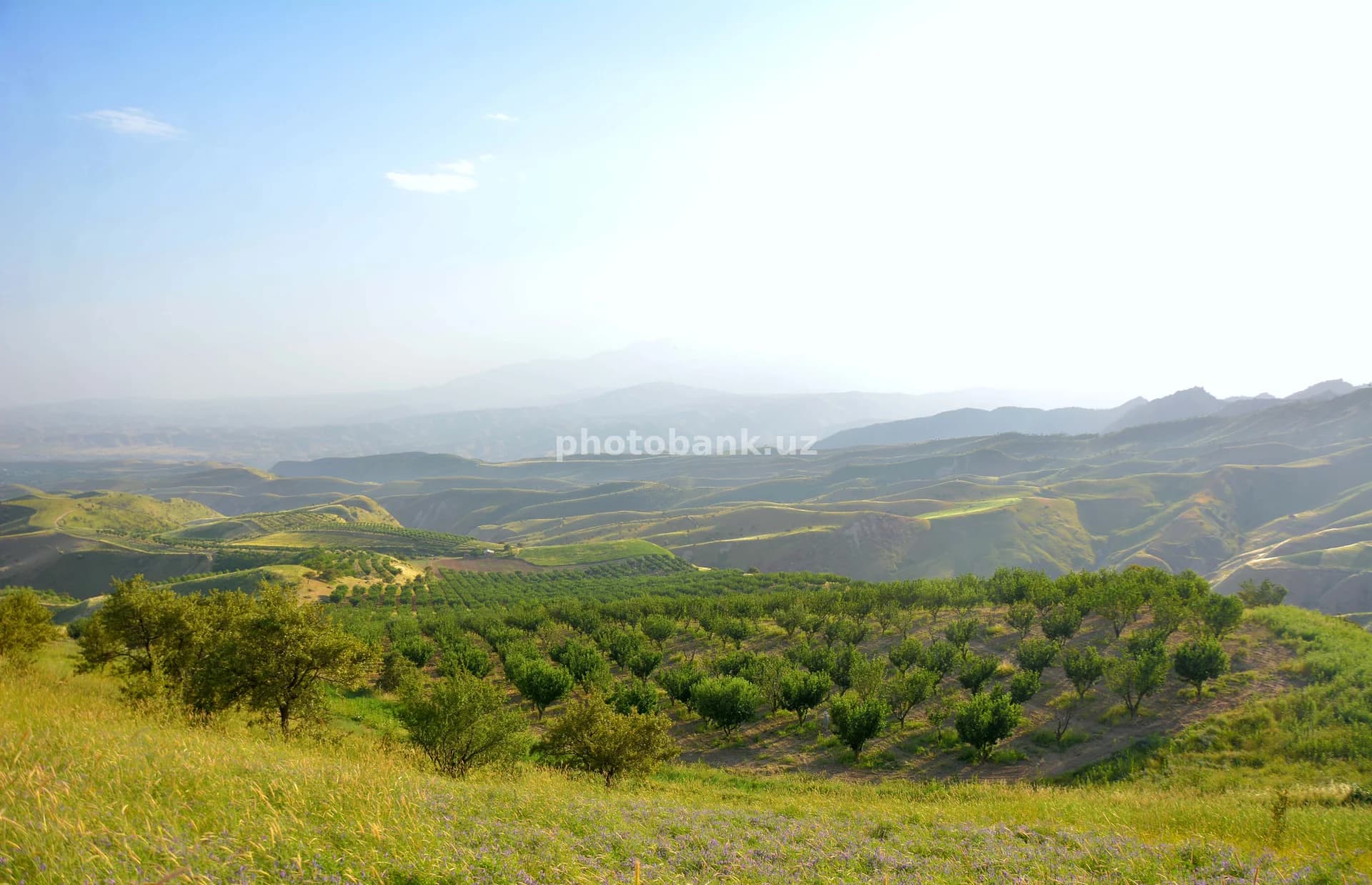 Orchard in the Hilly Landscape