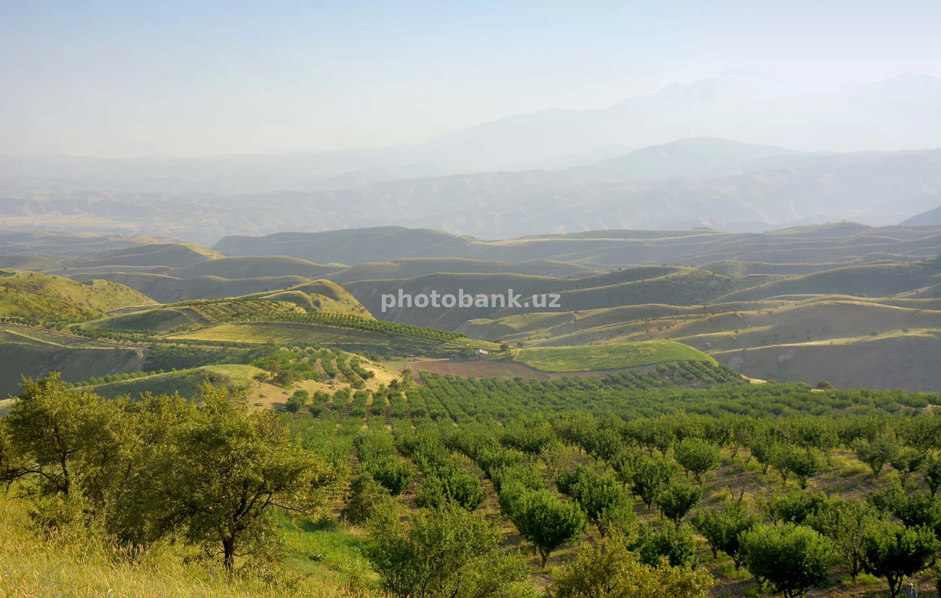 Orchards in the Hilly Landscape