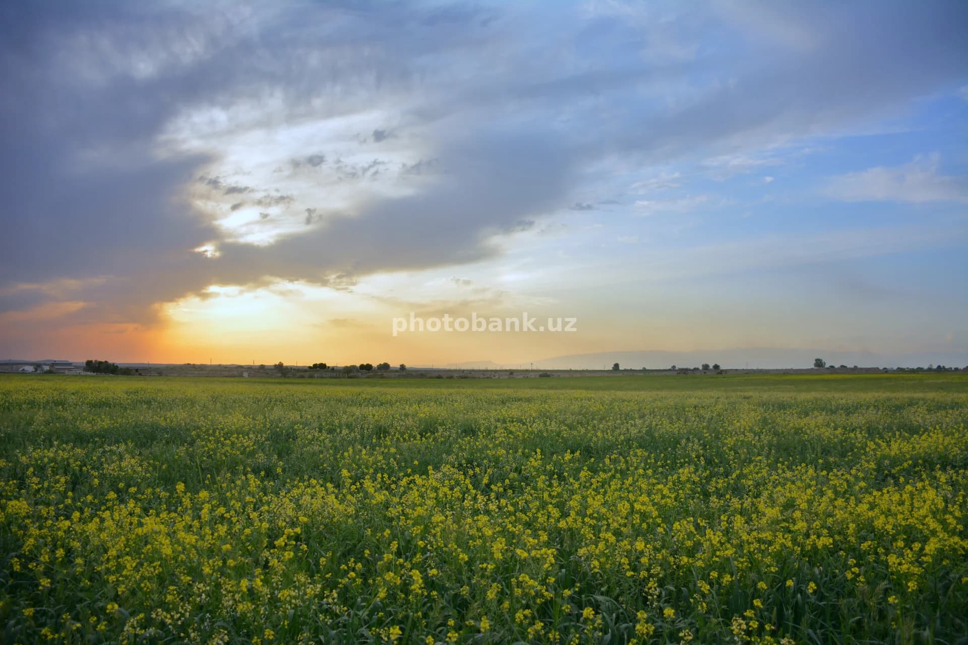 Yellow Wildflower Field at Sunset