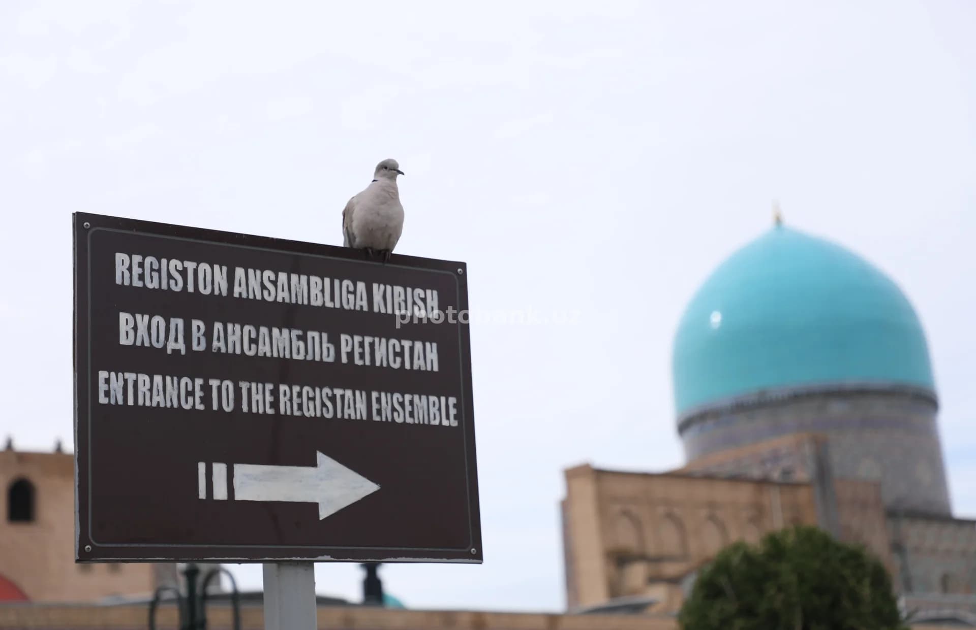 Registon ansambli belgisiga qo‘ngan kaptar