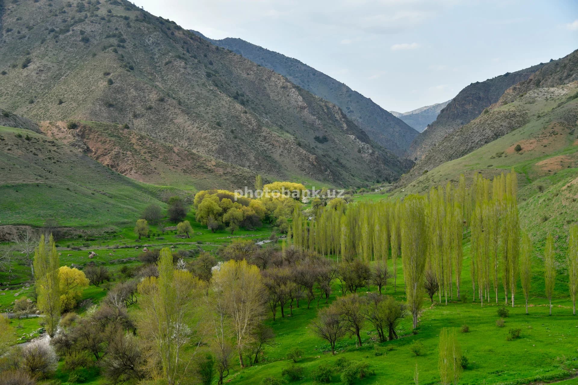 Bahordagi yashil tog‘ vodiysi