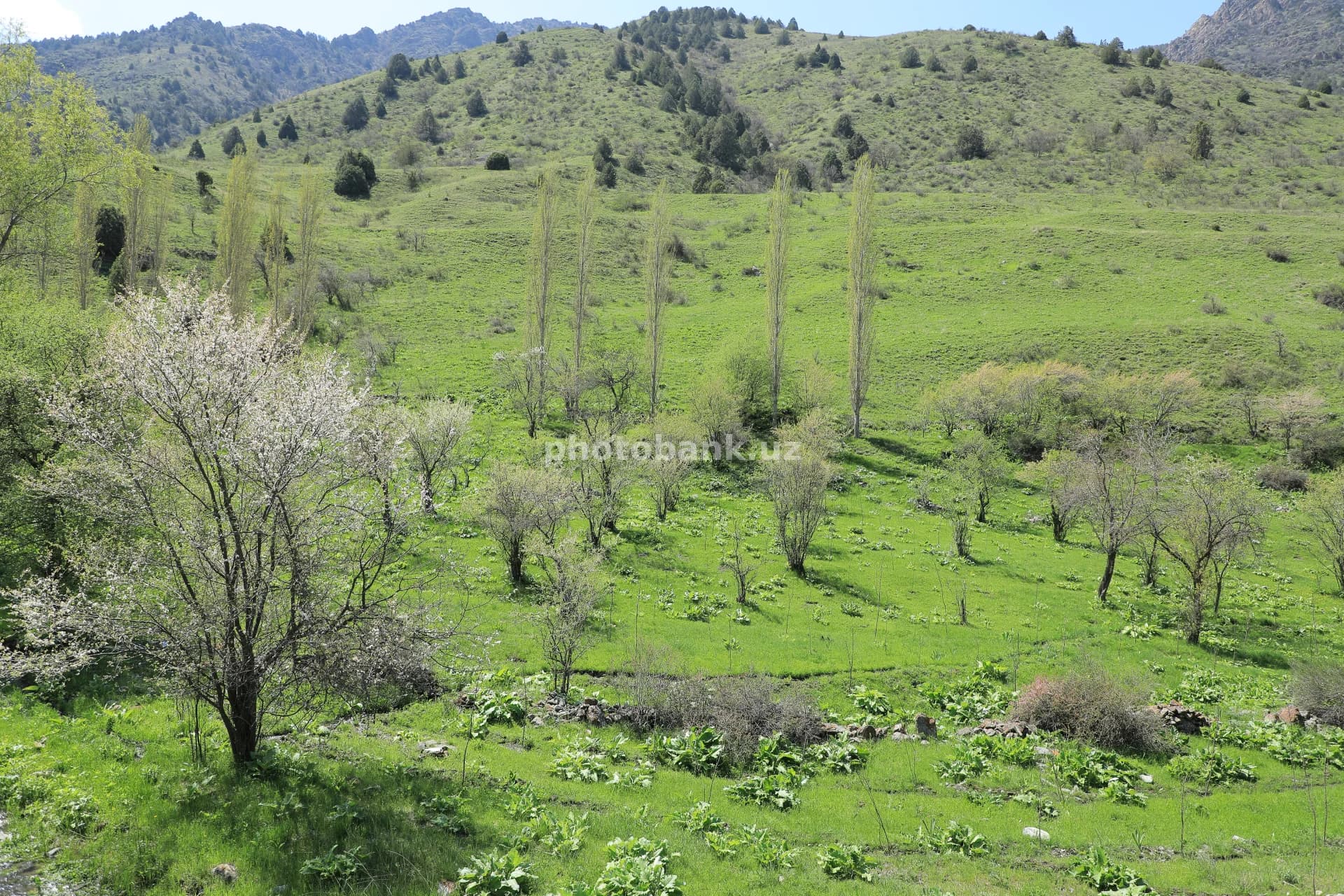 Bahordagi yashil tog‘ manzarasi