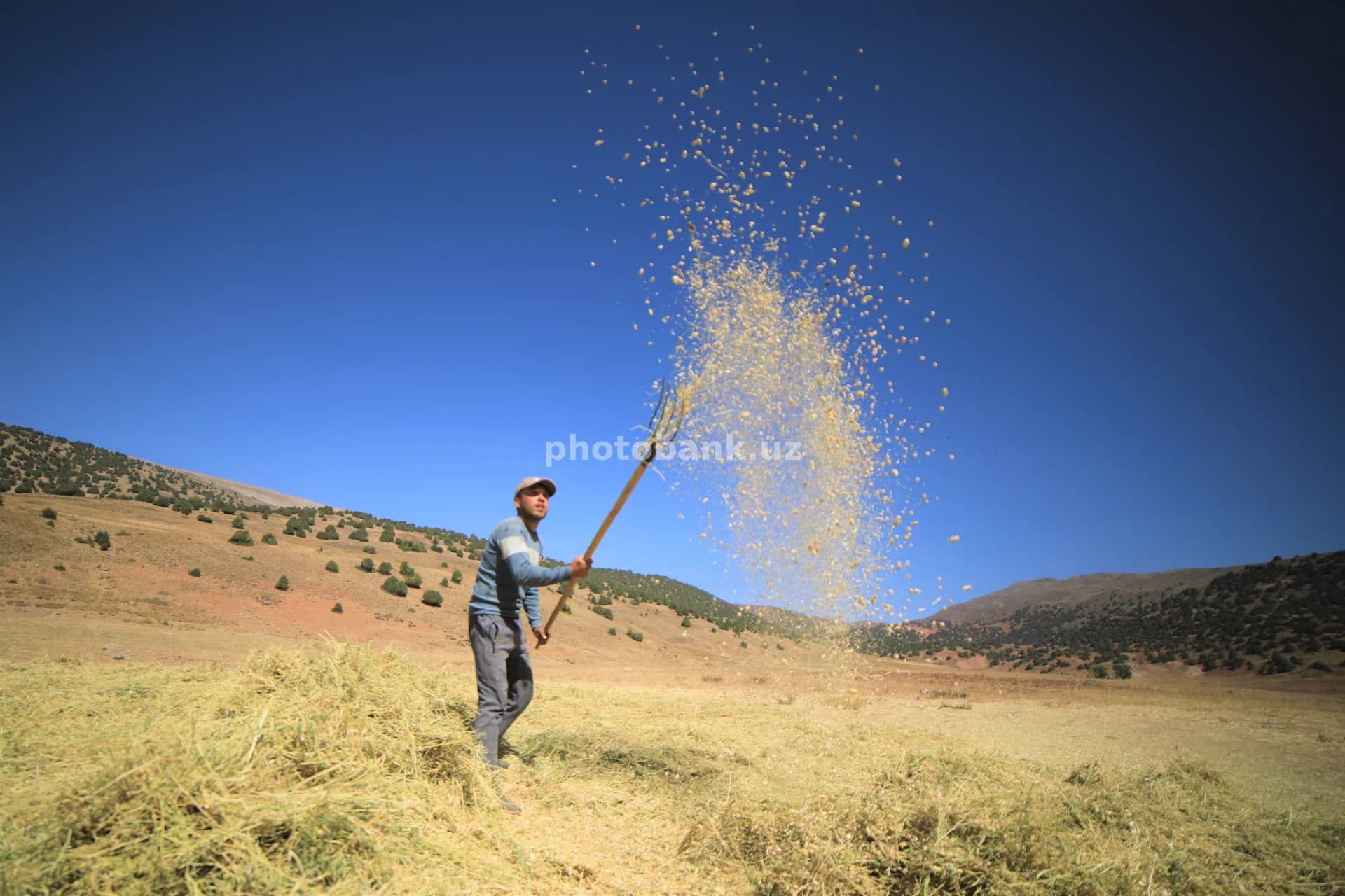 Dalada don sovurayotgan dehqon