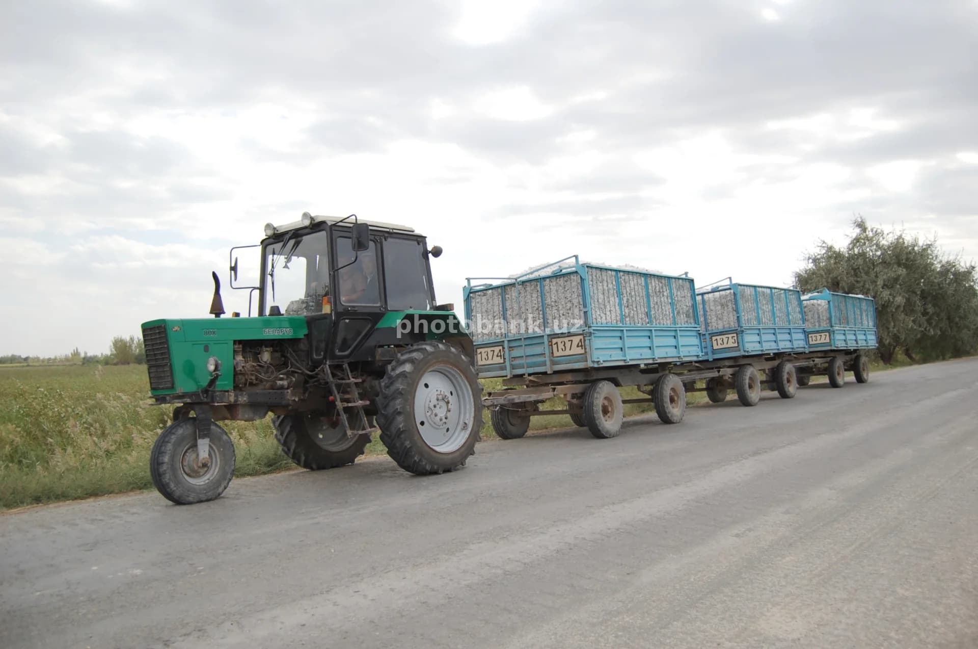 Traktor paxta ortilgan tirkamalarni tortmoqda