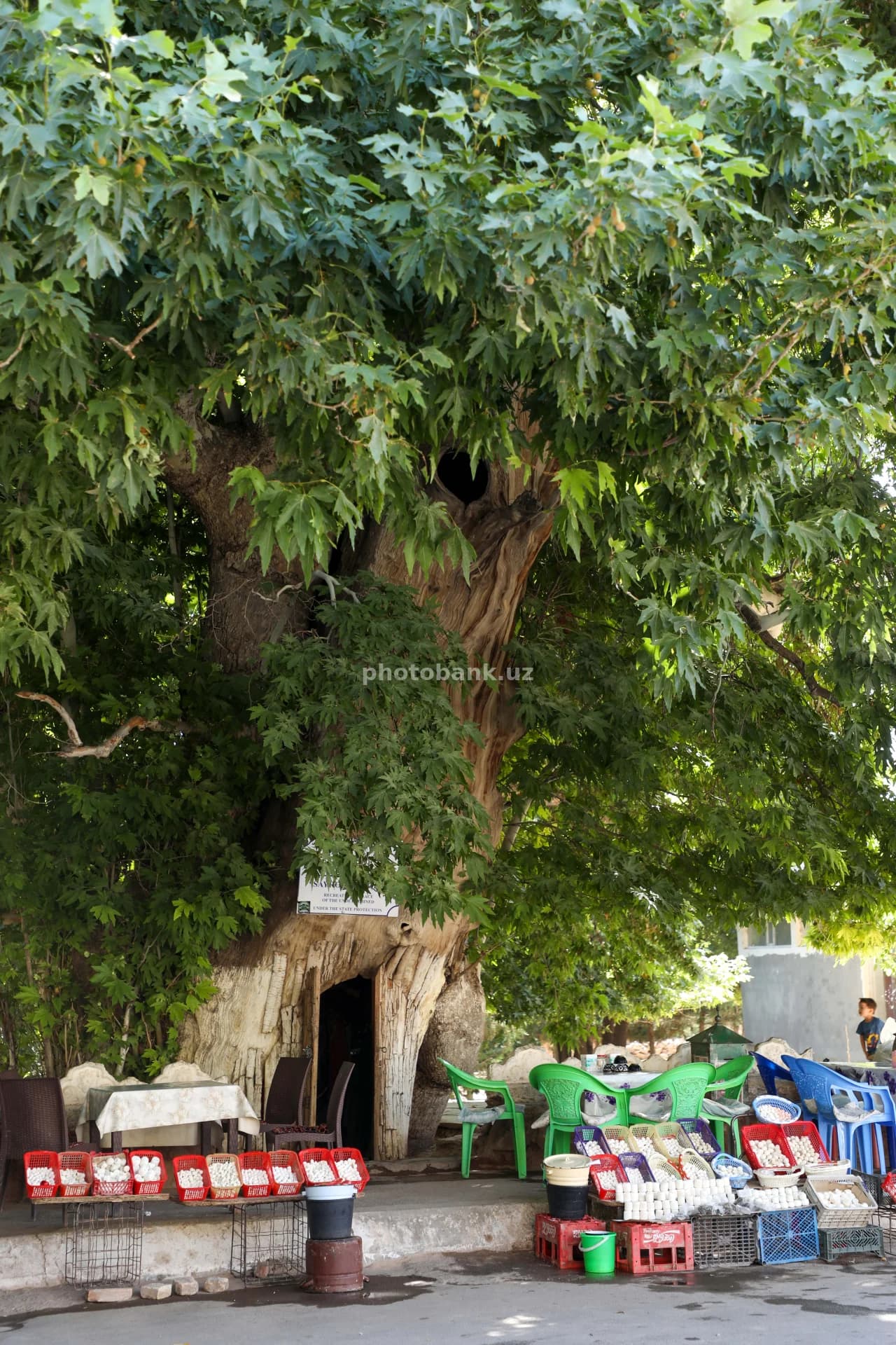 Vendors display goods under tree