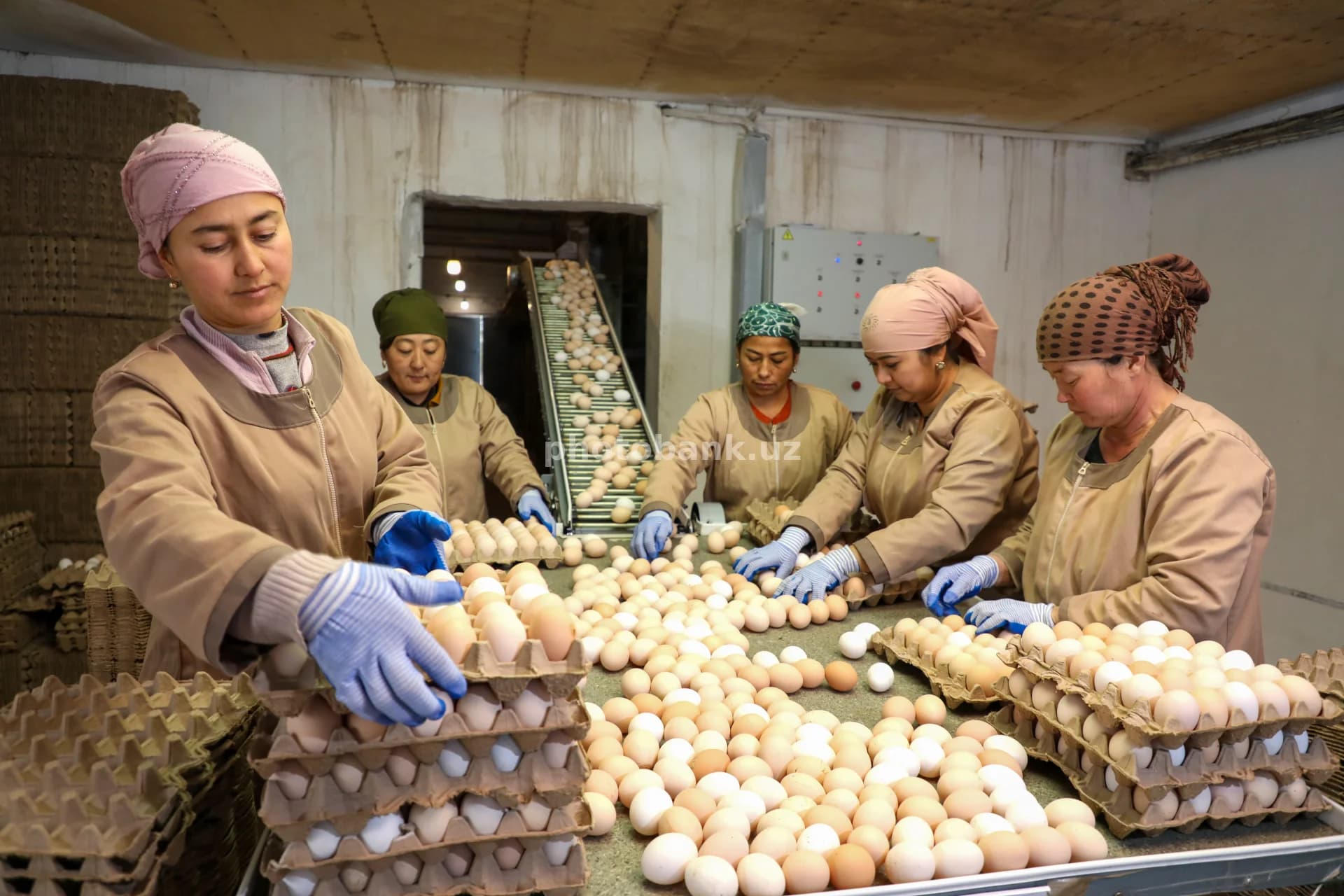 Women sorting eggs in factory