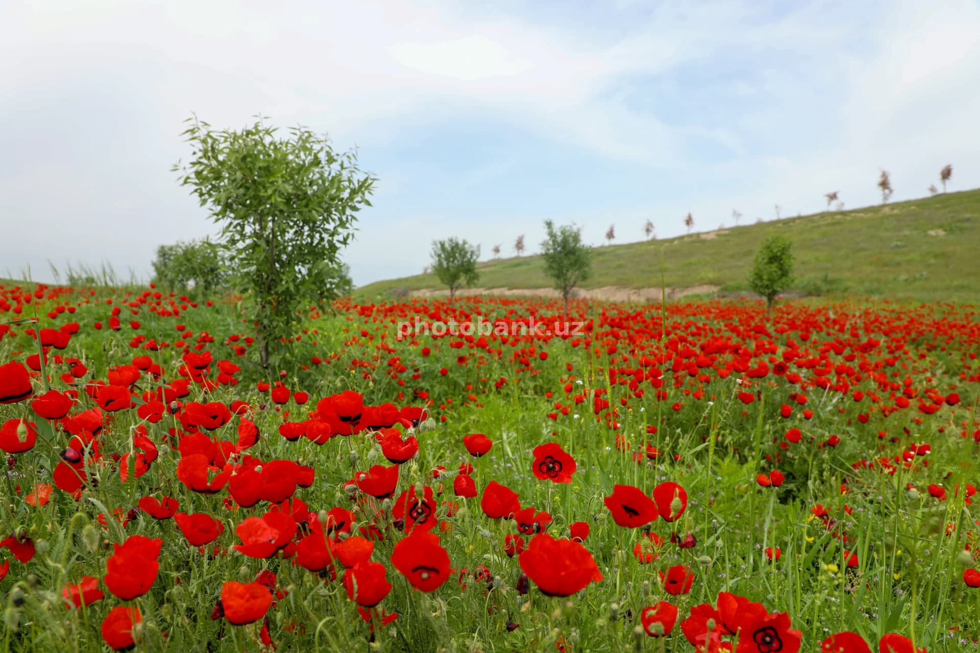 red poppies bloom in field