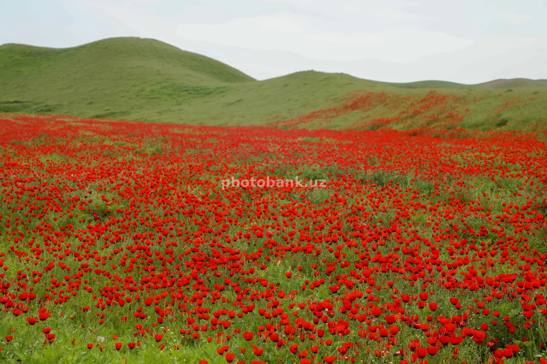 Red poppies bloom across hills
