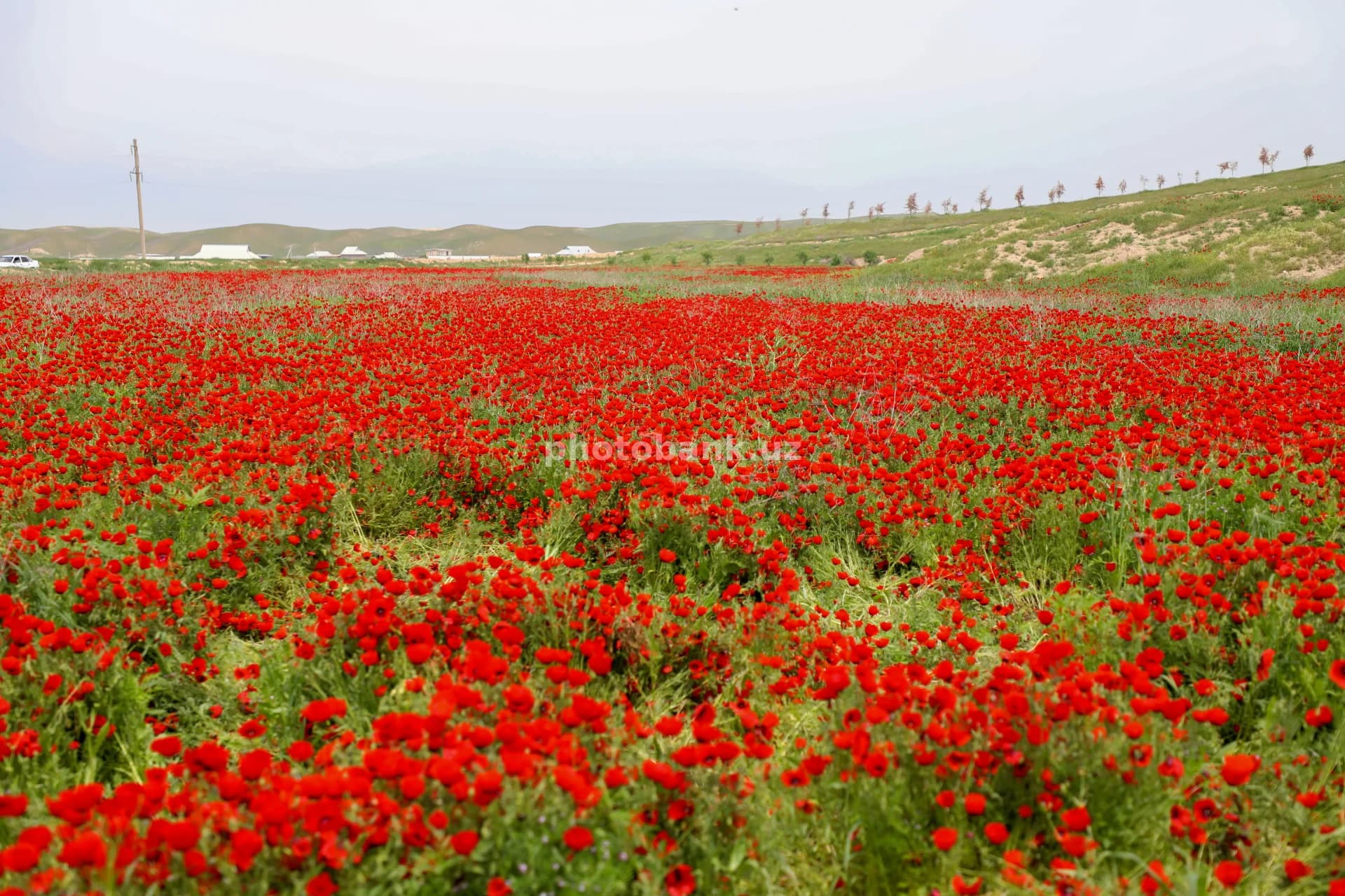 Red poppies bloom across field