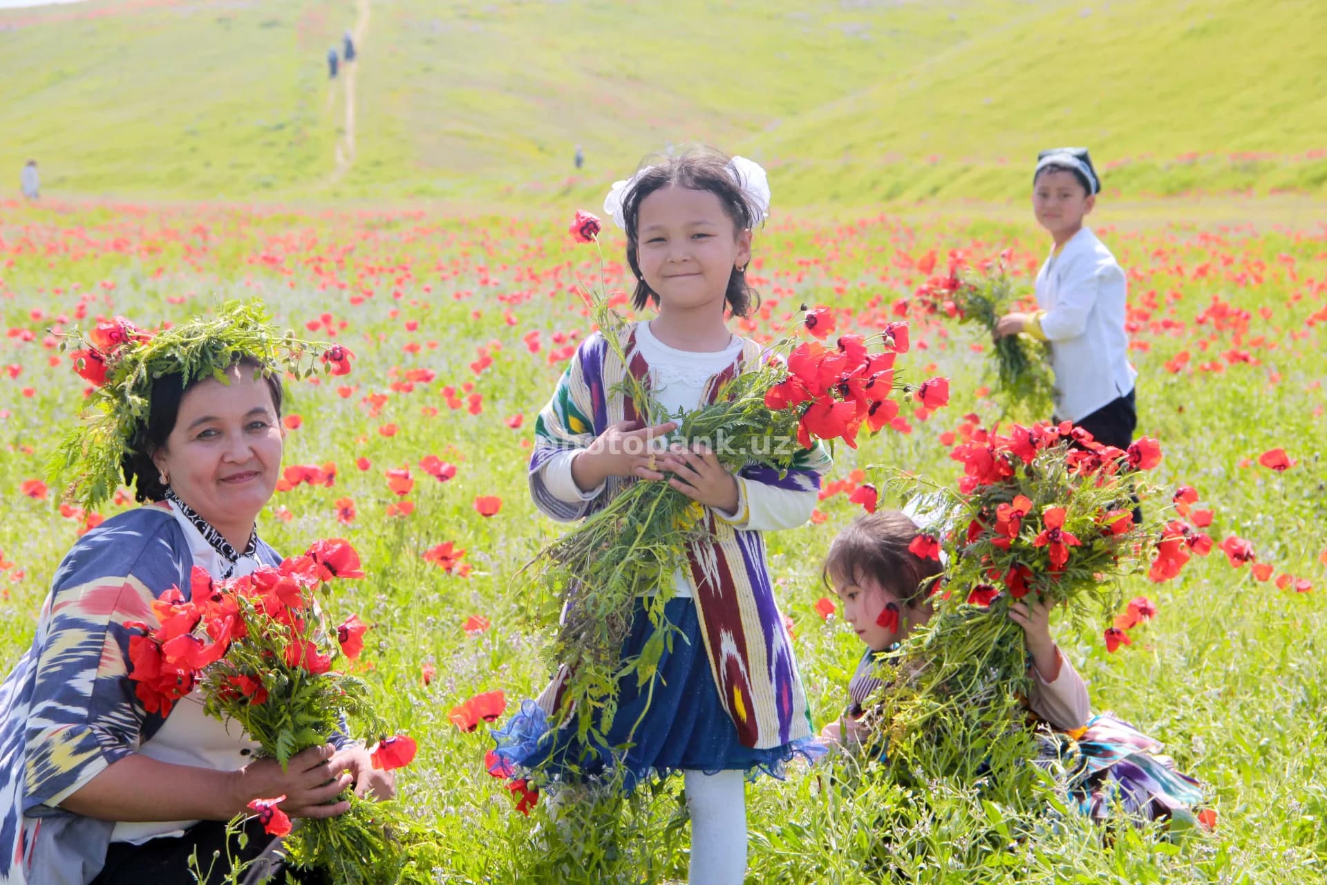 People gathering poppies in field