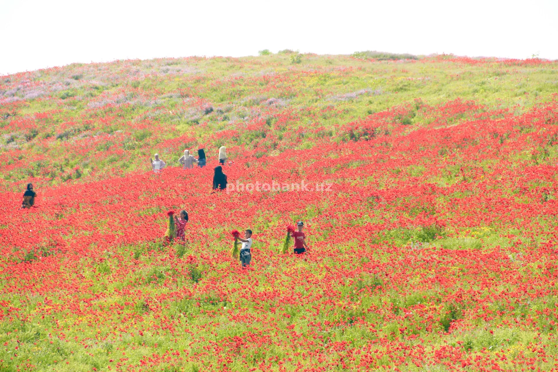 People gathering flowers in field