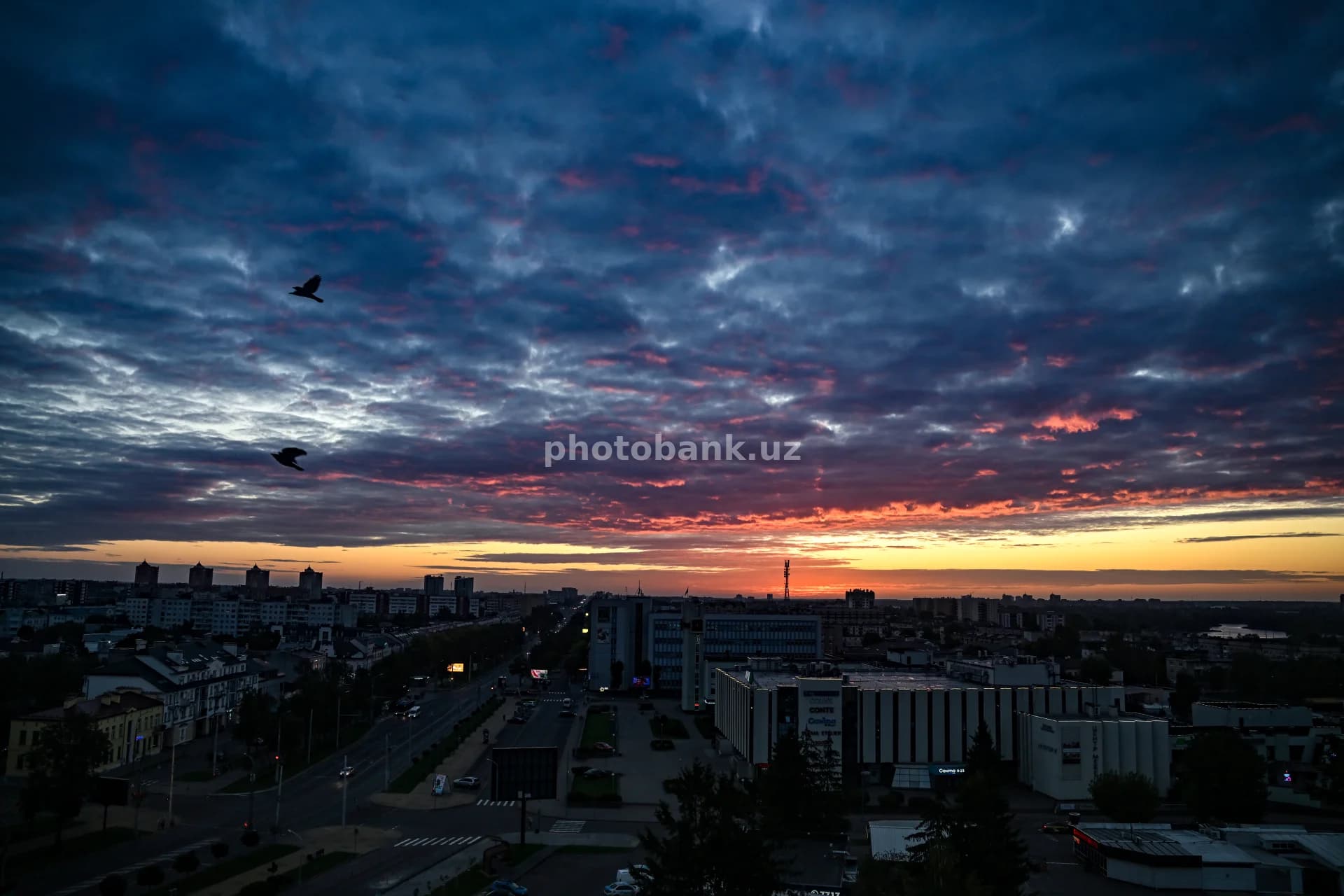 birds fly over city sunset