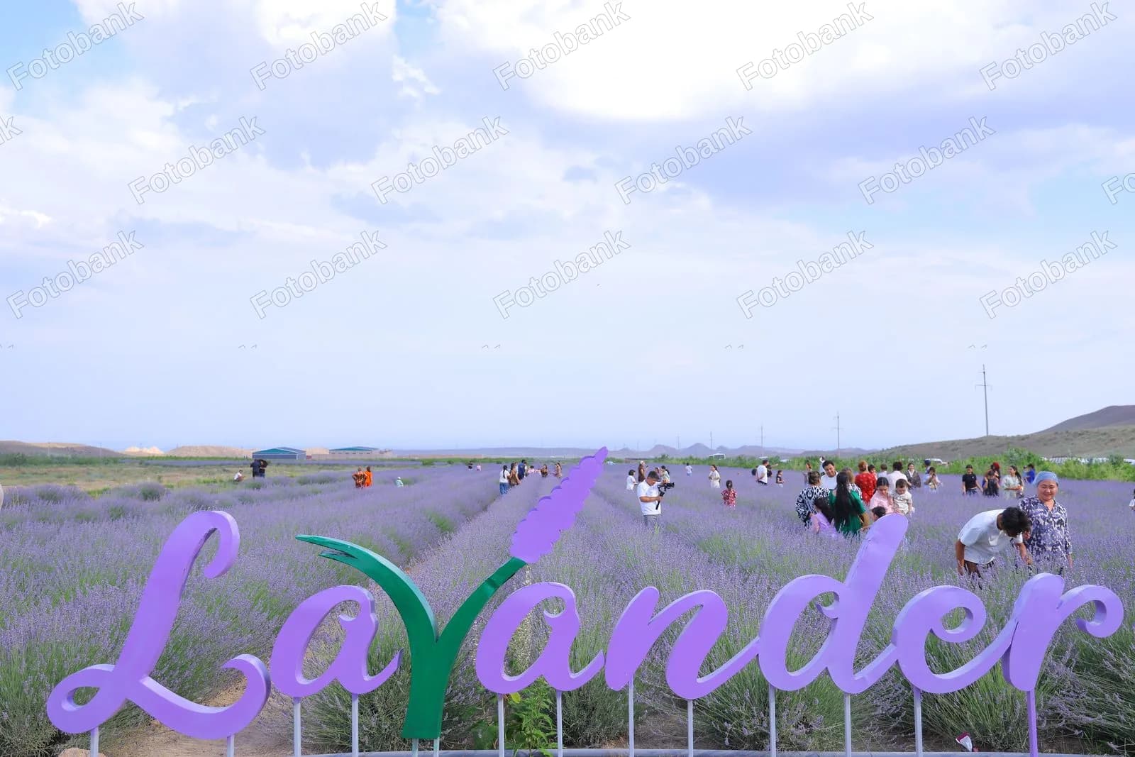 Gullayotgan lavanda dalalarini ziyorat qilayotgan odamlar