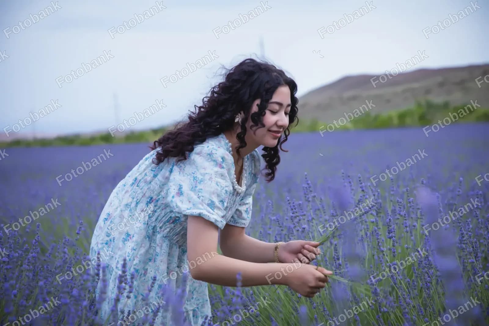 Young woman gathering lavender flowers