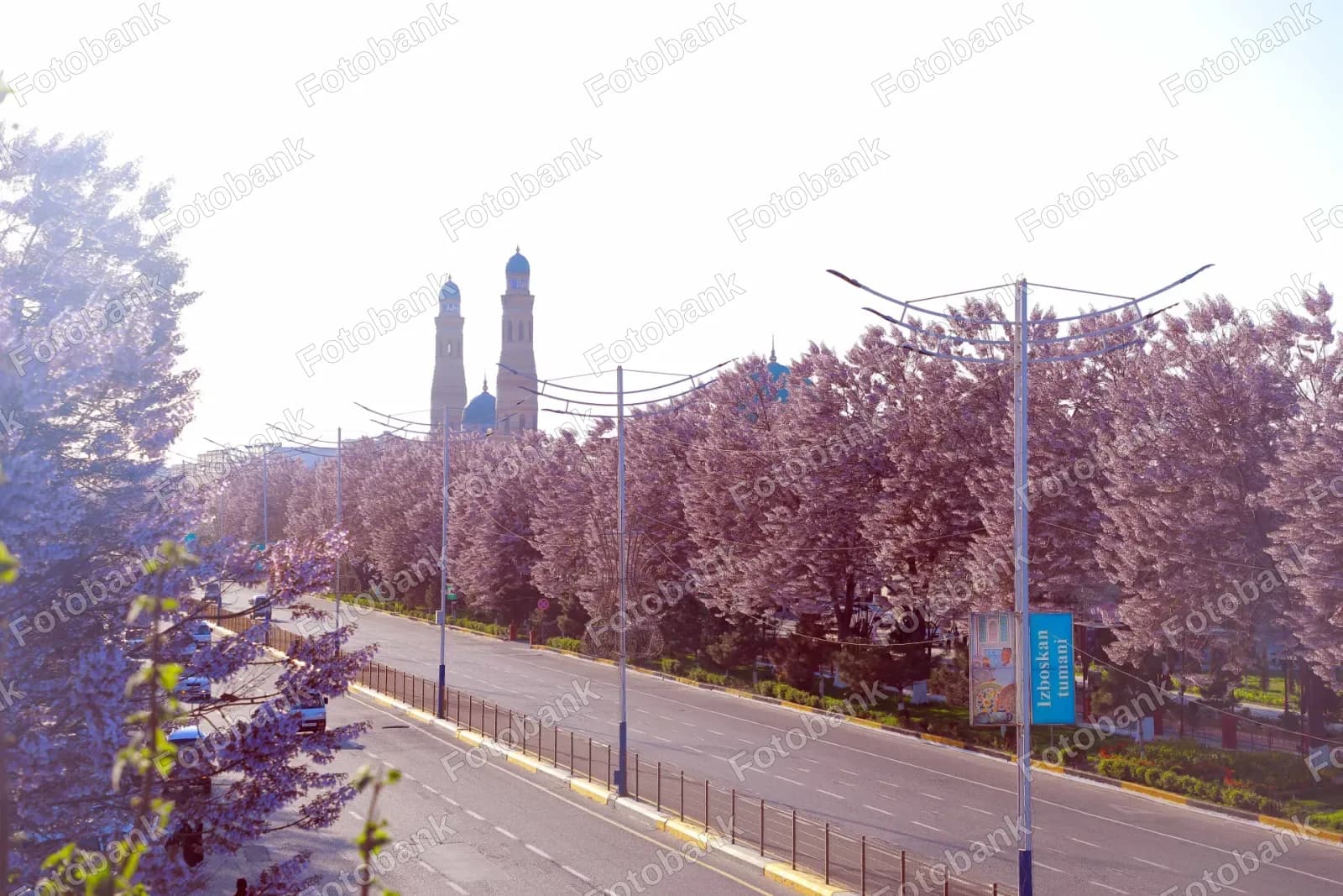 Andijonda bahor nafasi: palovniya gullari shaharga husn bag‘ishlamoqda
