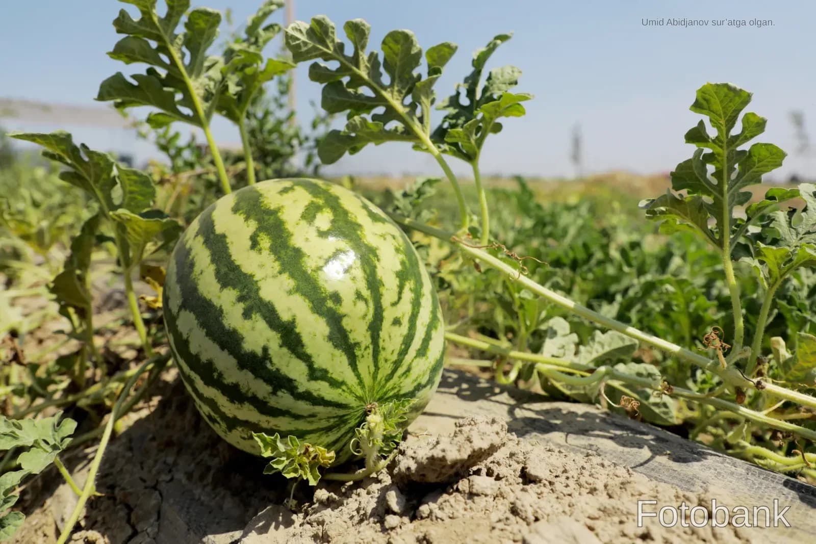 Watermelon growing in a field