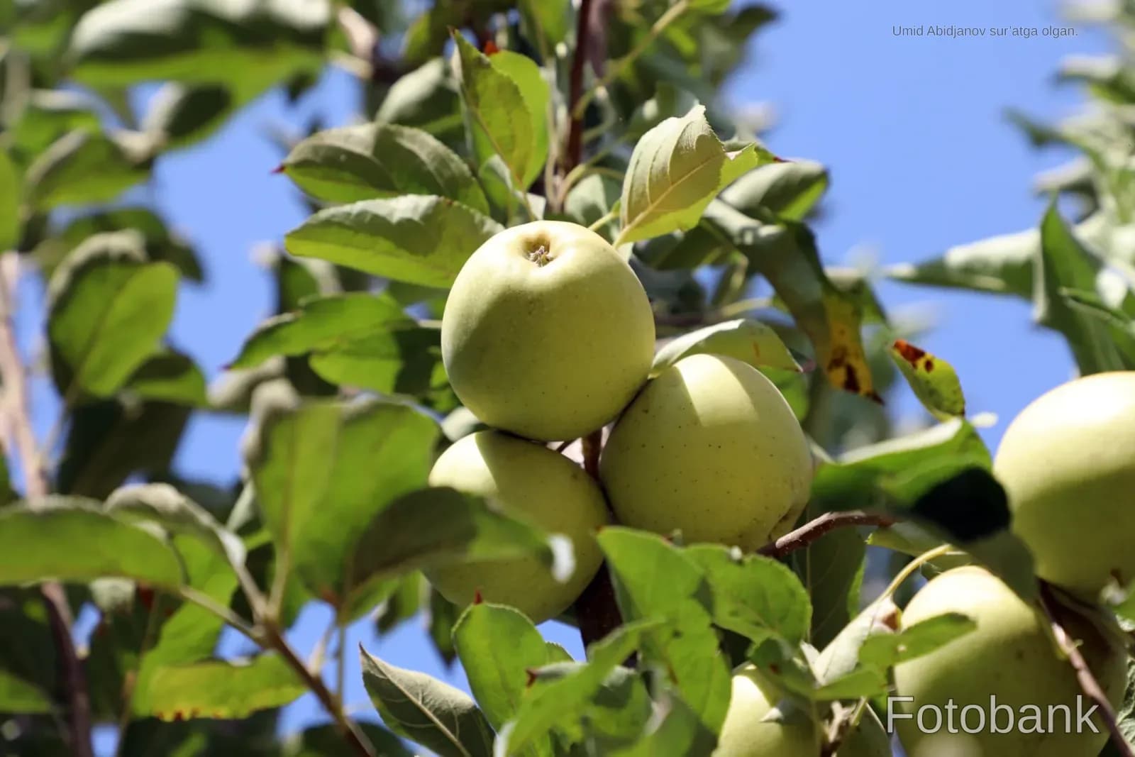 Green apples growing on a tree branch