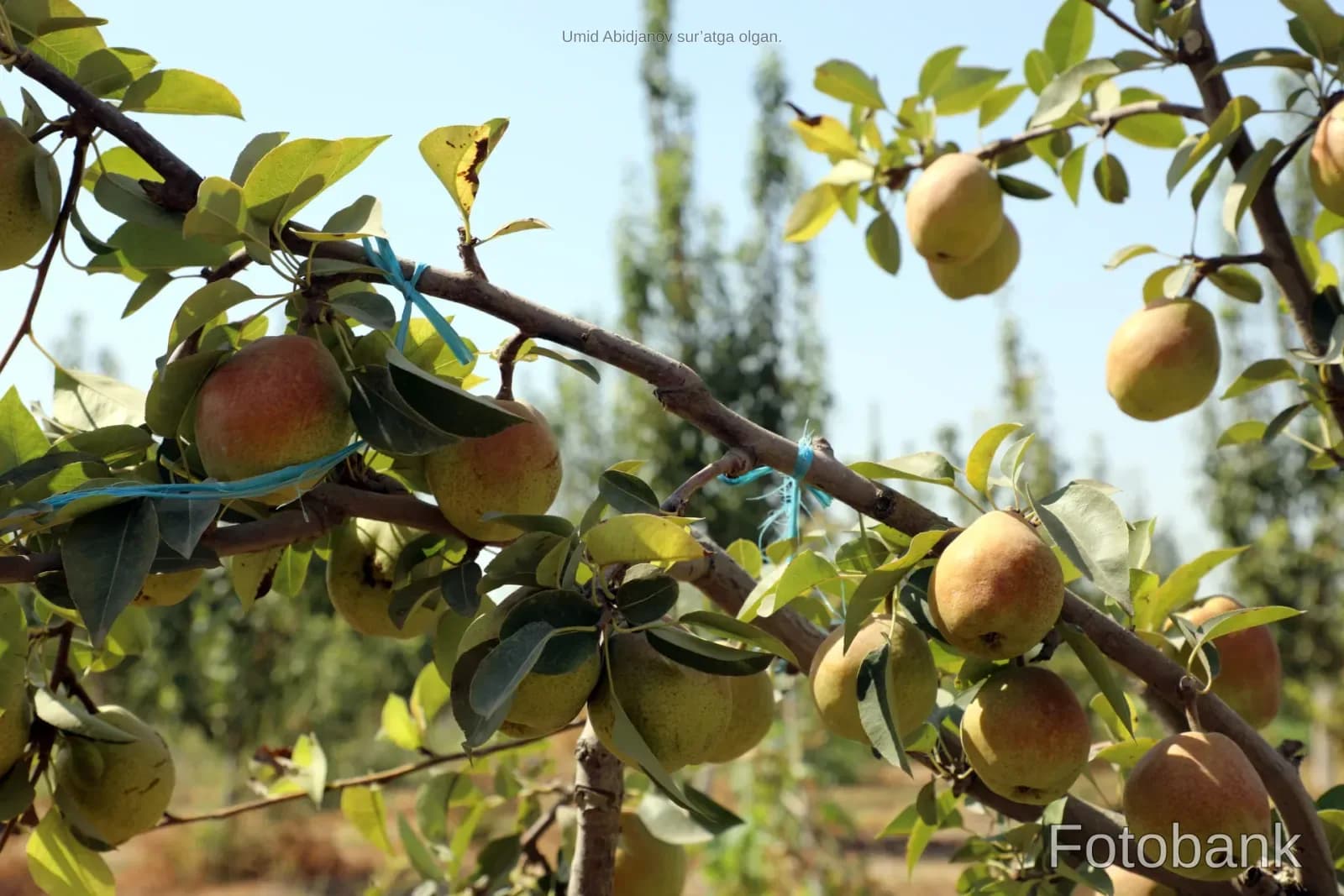 Ripe pears growing on tree branches in an orchard