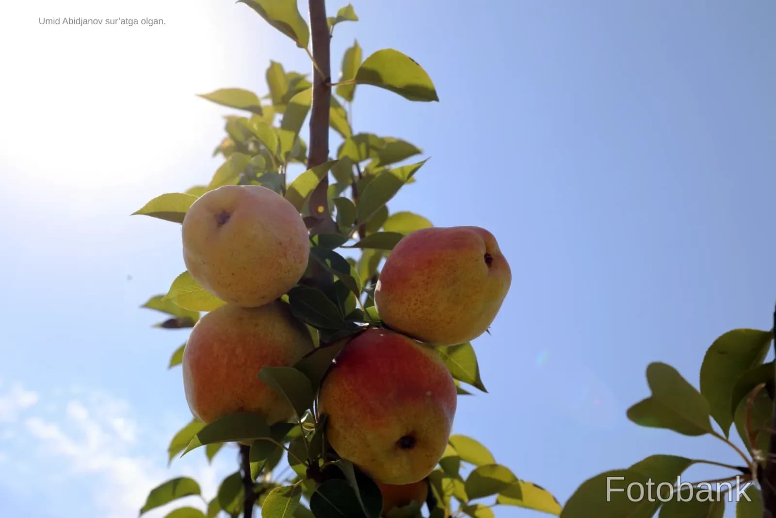 Ripe pears growing on a tree branch against a blue sky