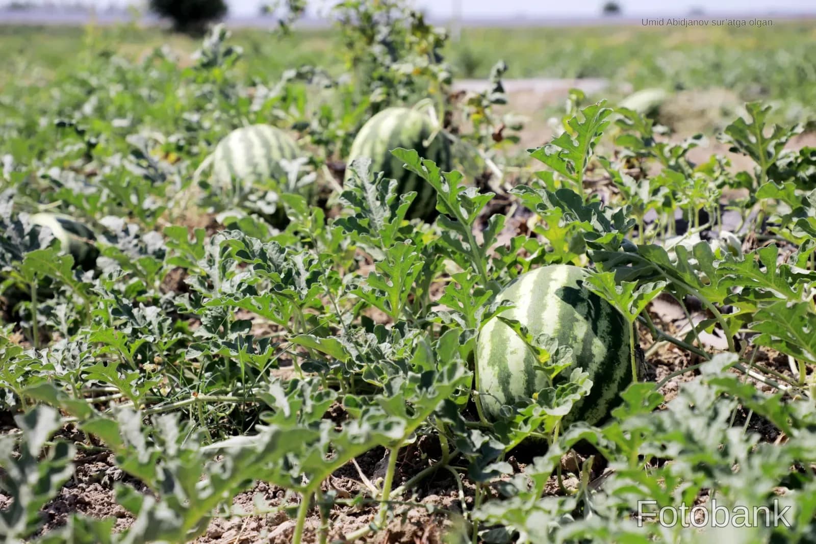 Watermelons growing in a field