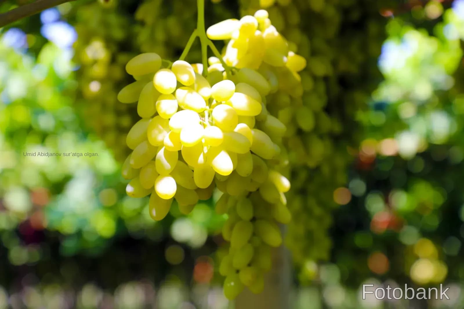 Green grapes hanging on the vine