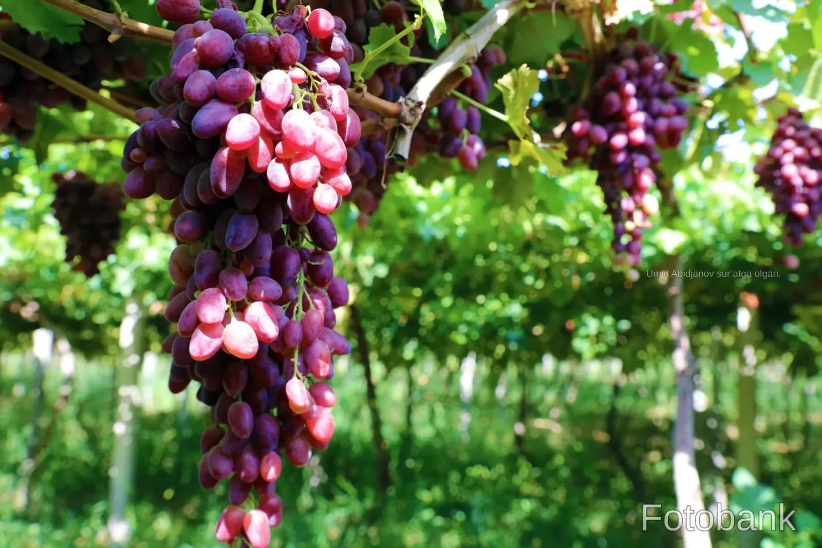 Clusters of ripe red grapes hanging on vines in an agricultural field