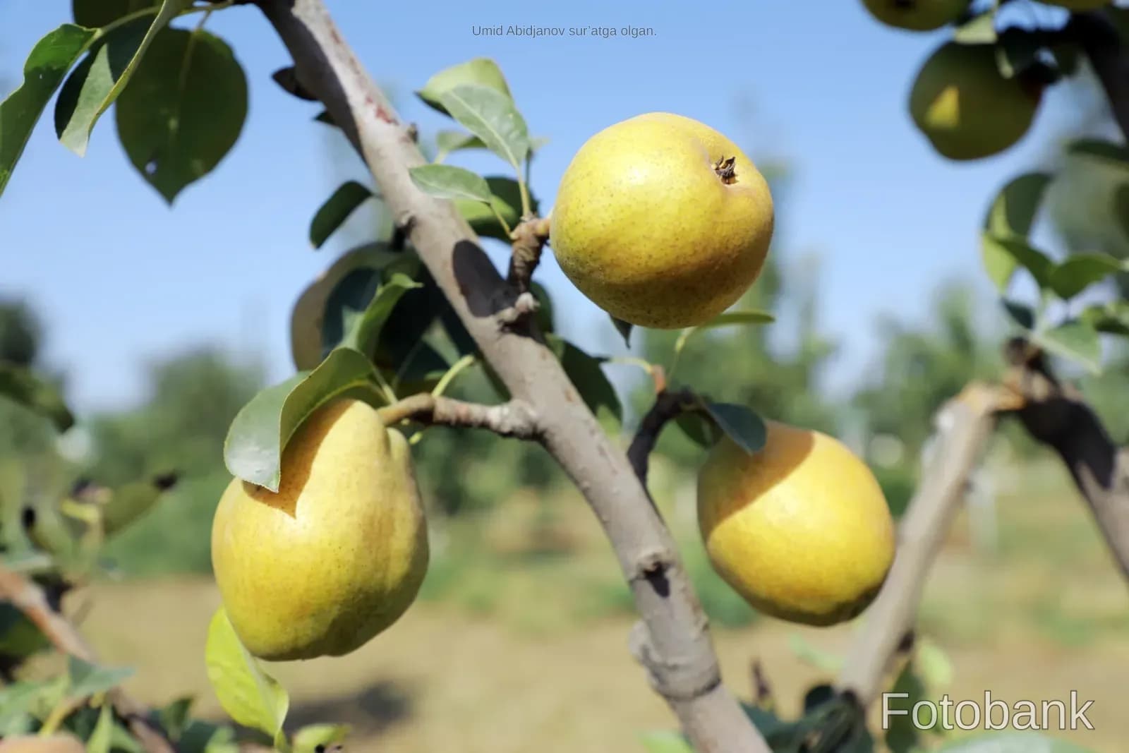 Ripe pears hanging on a tree branch