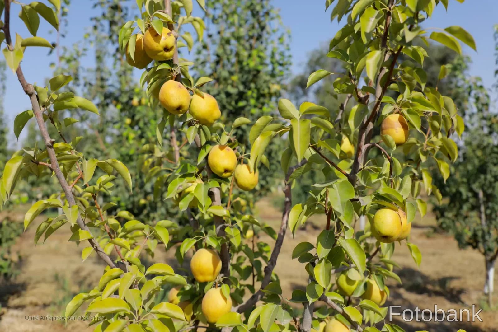 Ripe yellow pears growing on tree branches in an orchard