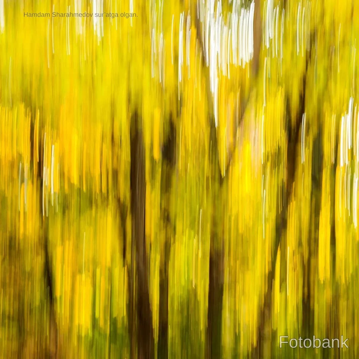 Abstract motion blur of autumn forest trees