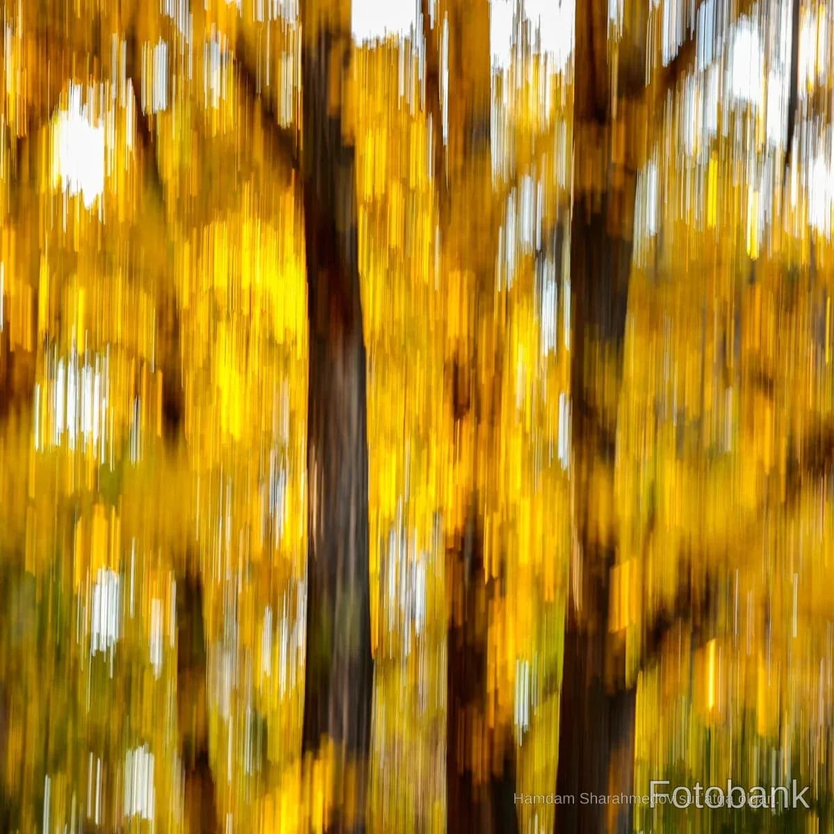 Motion blurred abstract view of autumn trees in a forest
