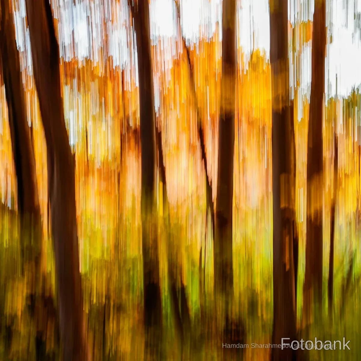 Abstract motion blur effect of tree trunks in a forest