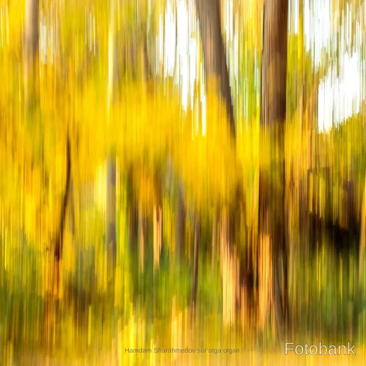 Abstract motion blur of autumn forest trees
