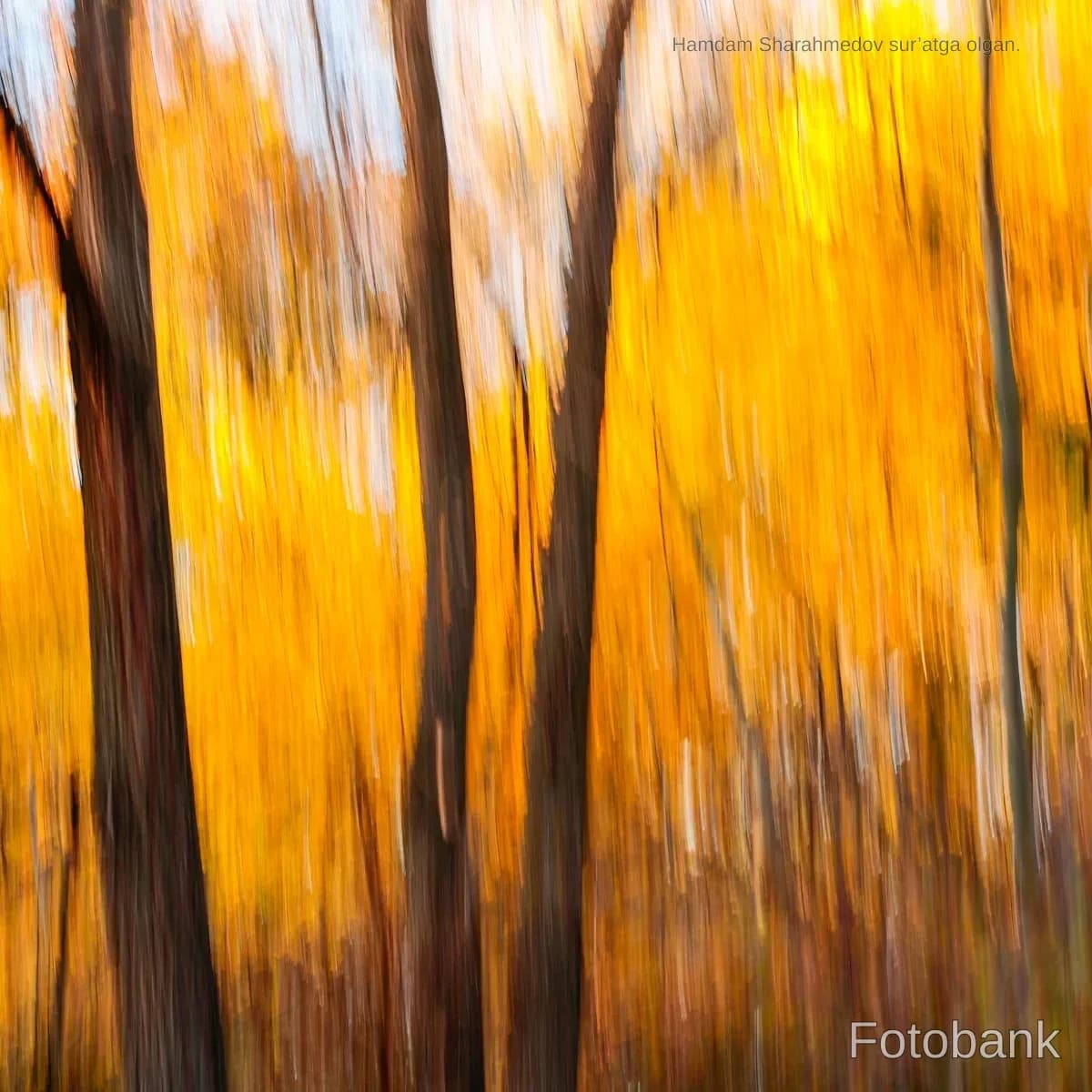 Abstract motion blur of autumn trees and foliage in nature