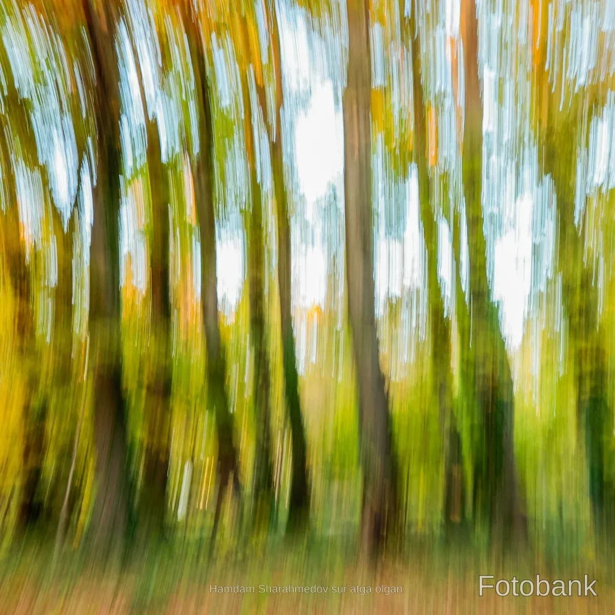 Abstract motion blur of trees in a forest