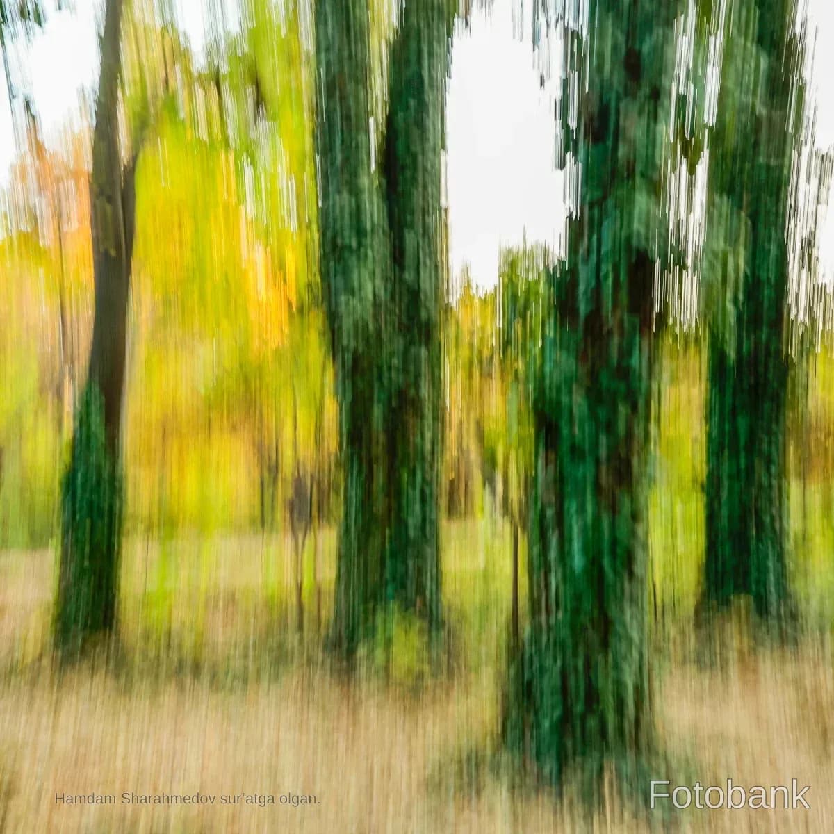 Motion blurred tree trunks in a forest