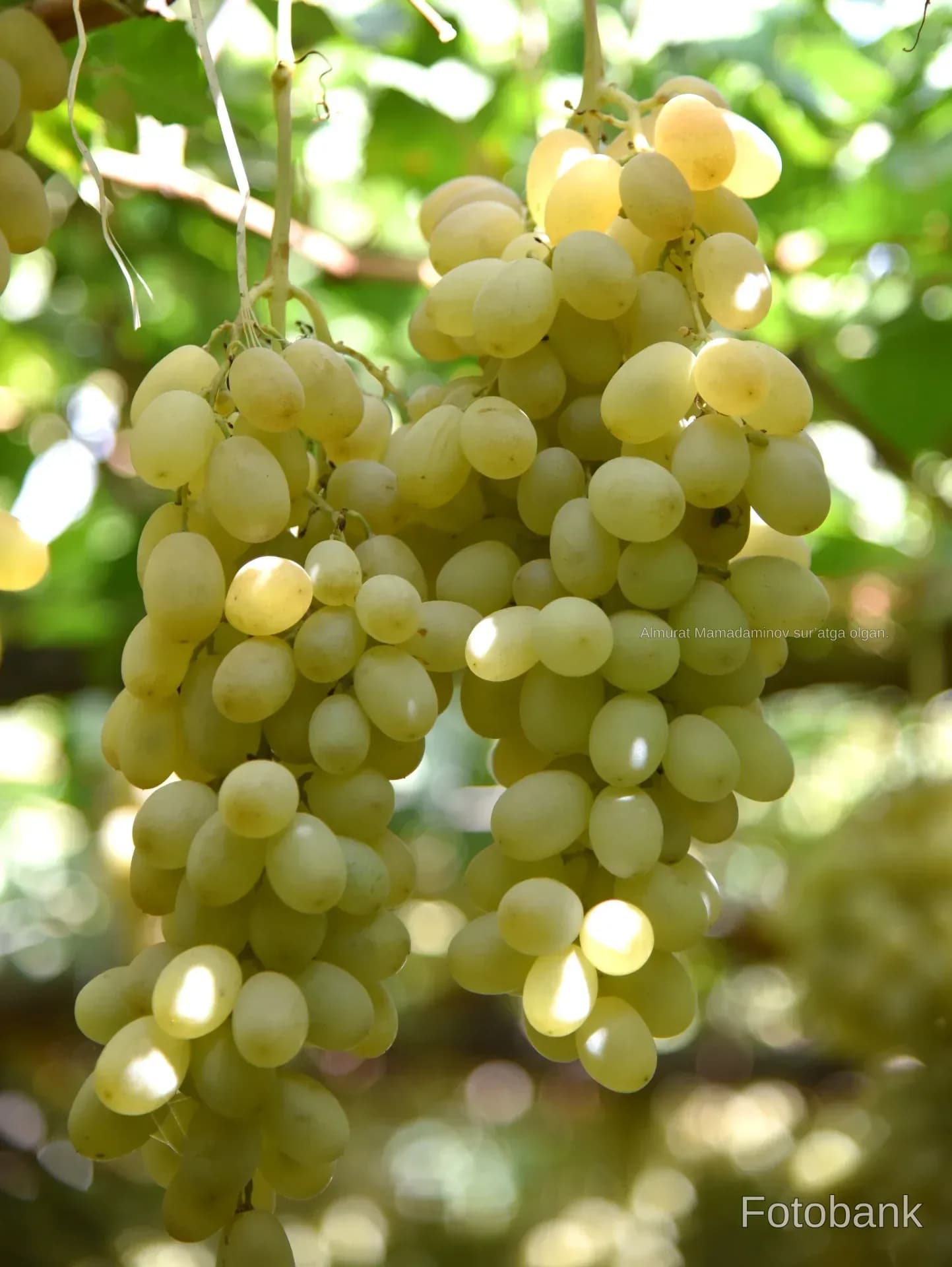 Clusters of ripe green grapes hanging on the vine