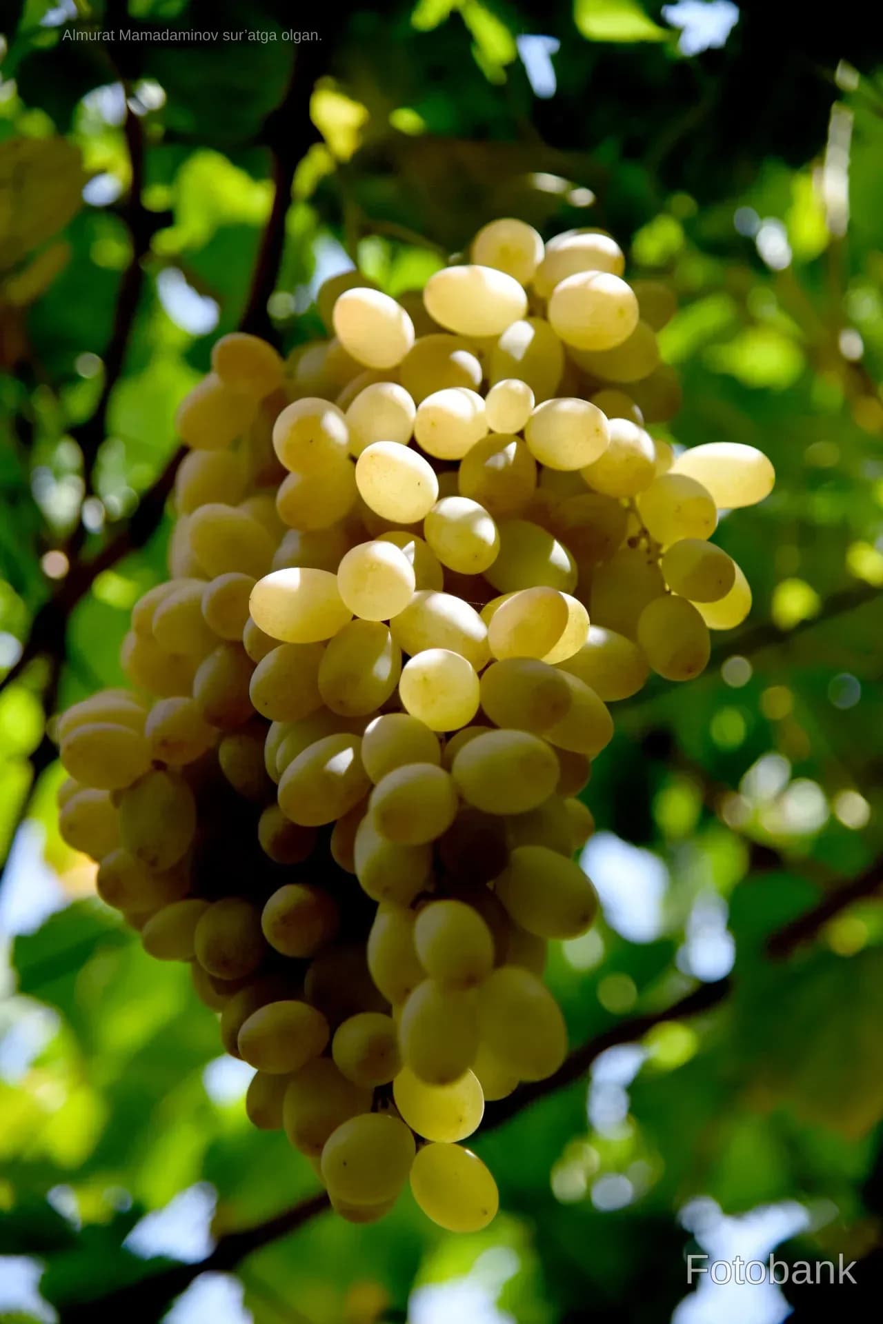 Green grapes hanging on a vine