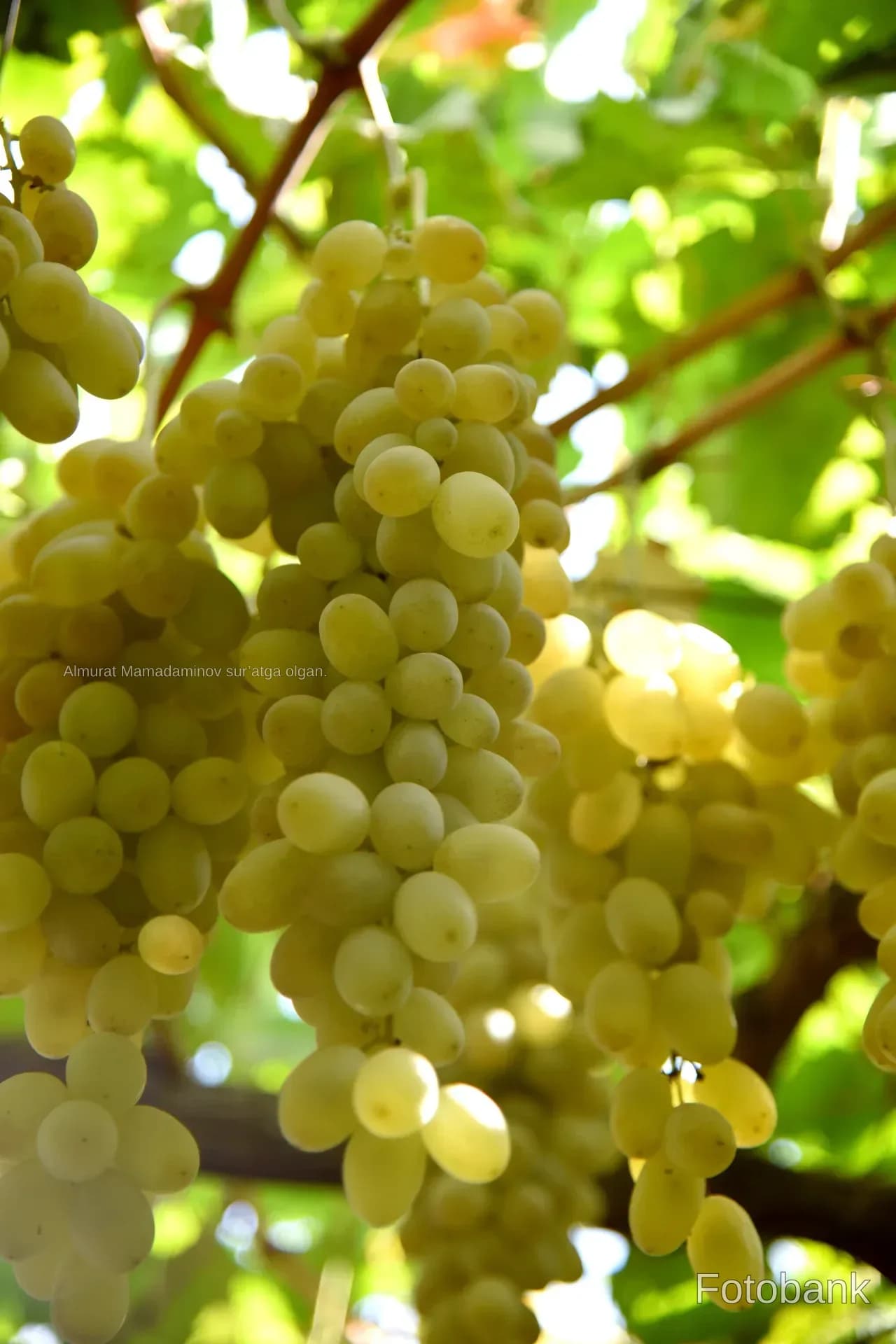 Ripe green grapes hanging on vines in sunlight